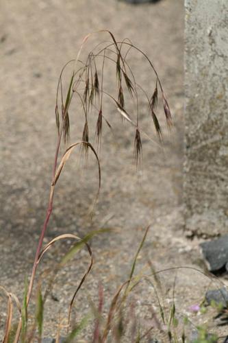 Bromus sterilis © DESCHEEMACKER A.