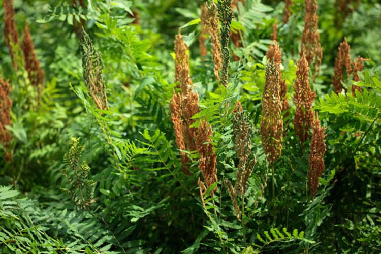 Osmunda regalis © DESCHEEMACKER A.