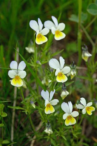 Viola tricolor © DESCHEEMACKER A.