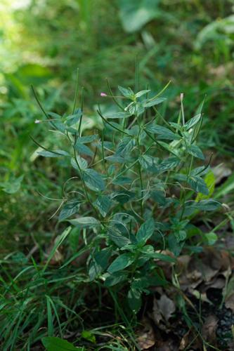 Epilobium roseum © DESCHEEMACKER A.