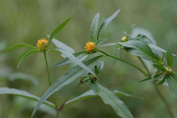 Bidens connata © NAWROT O.