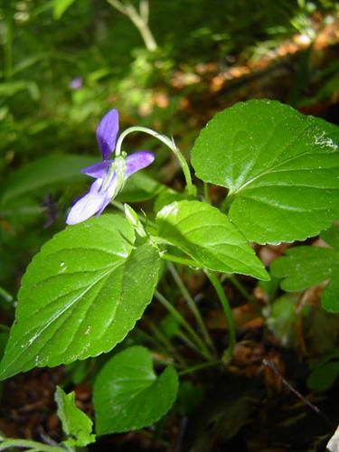 Viola reichenbachiana © NICOLAS S.