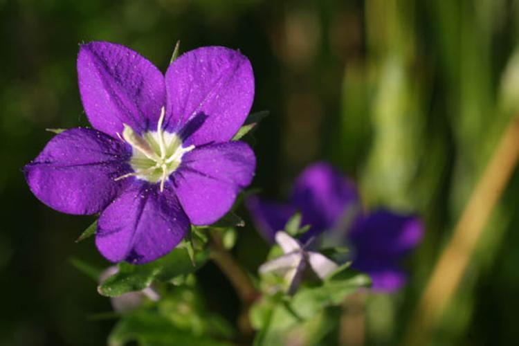 Legousia speculum-veneris © CLOITRE F.