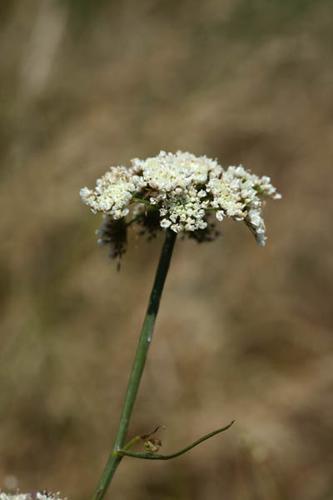 Oenanthe pimpinelloides © DESCHEEMACKER A.