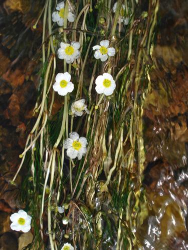 Ranunculus gr. fluitans © NICOLAS S.