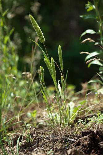 Rostraria cristata © DESCHEEMACKER A.