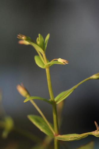 Lindernia palustris © DESCHEEMACKER A.