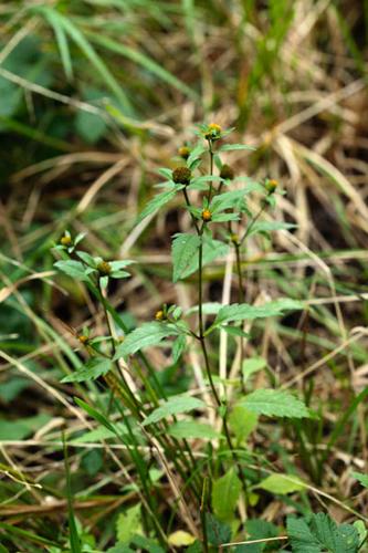 Bidens tripartita © DESCHEEMACKER A.