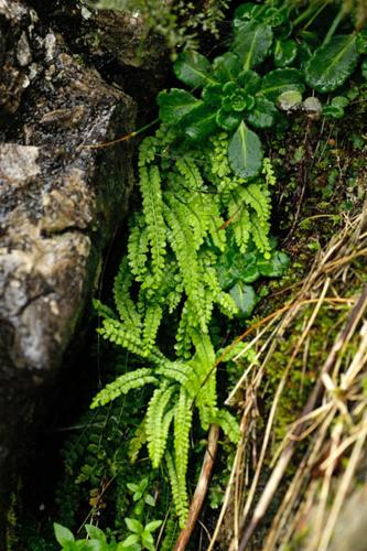 Asplenium viride © DESCHEEMACKER A.