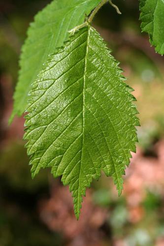 Ulmus glabra © CLOITRE F.