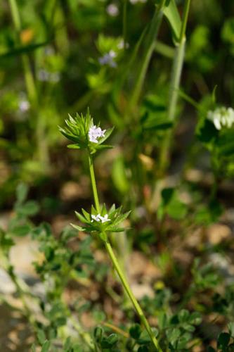 Sherardia arvensis © DESCHEEMACKER A.