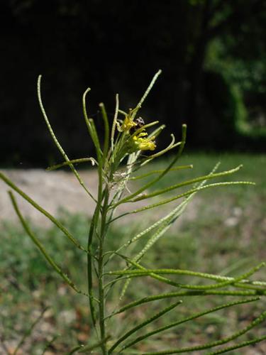 Sisymbrium irio © NICOLAS S.