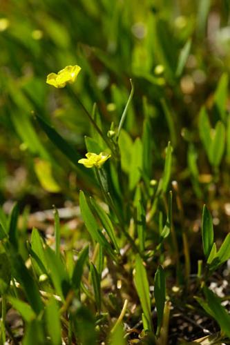 Ranunculus flammula © DESCHEEMACKER A.