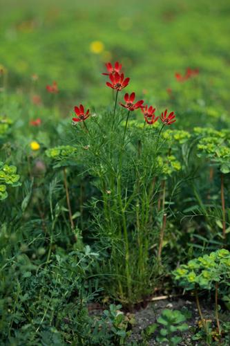 Adonis flammea © DESCHEEMACKER A.