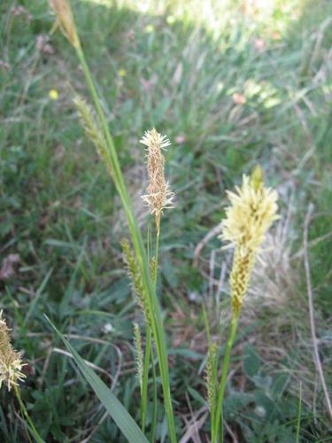 Carex laevigata © CHABROL L.