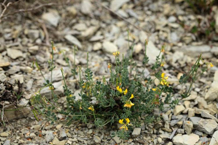 Coronilla minima © DESCHEEMACKER A.