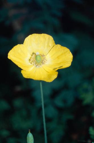 Meconopsis cambrica © GRAVELAT B.