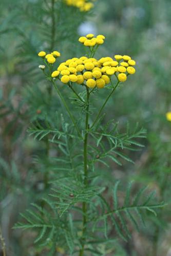 Tanacetum vulgare © DESCHEEMACKER A.