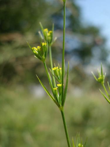 Bupleurum virgatum © NICOLAS S.