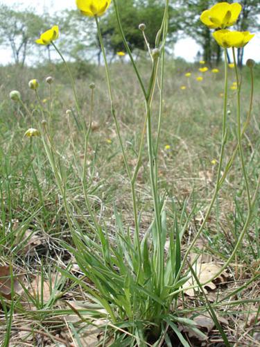 Ranunculus gramineus © NICOLAS S.