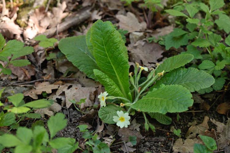 Primula vulgaris © DESCHEEMACKER A.