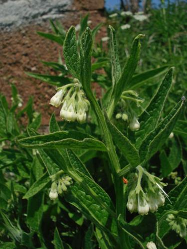 Symphytum officinale © NICOLAS S.