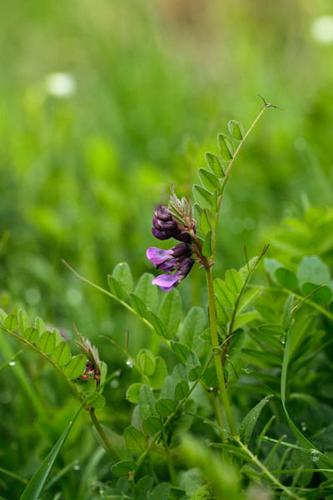 Vicia sepium © DESCHEEMACKER A.