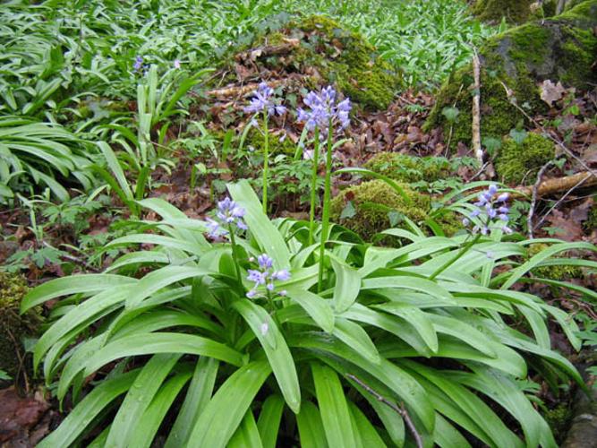 Scilla lilio-hyacinthus © CHABROL L.