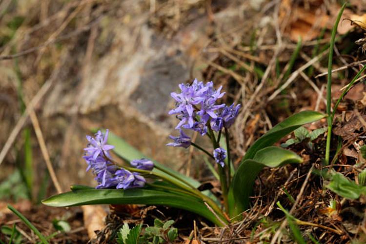 Scilla bifolia © DESCHEEMACKER A.