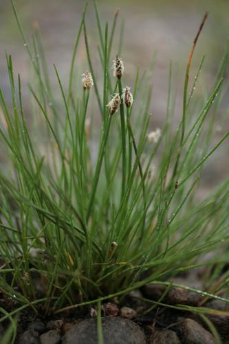 Eleocharis palustris © NAWROT O.