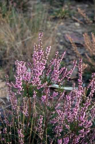 Calluna vulgaris © CHOISNET G.