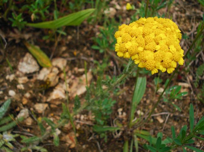 Achillea tomentosa © NICOLAS S.