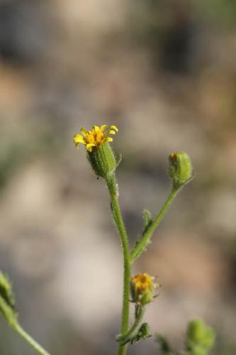 Senecio viscosus © DESCHEEMACKER A.