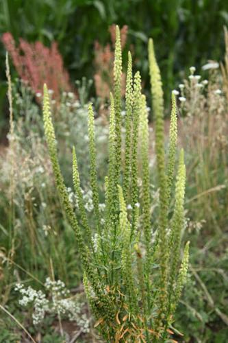 Reseda luteola © DESCHEEMACKER A.