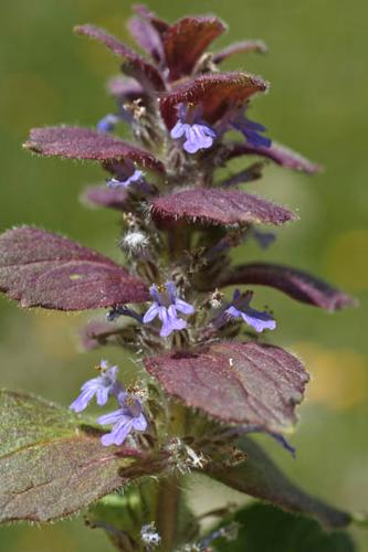 Ajuga pyramidalis © NAWROT O.