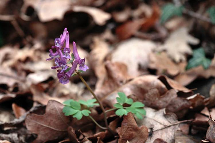 Corydalis solida © DESCHEEMACKER A.