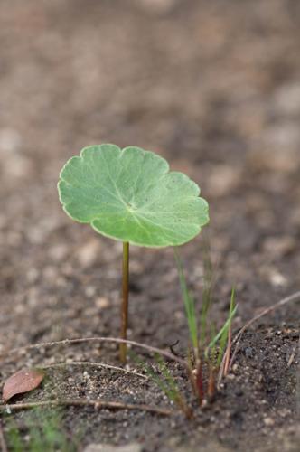 Hydrocotyle vulgaris © PERERA S.