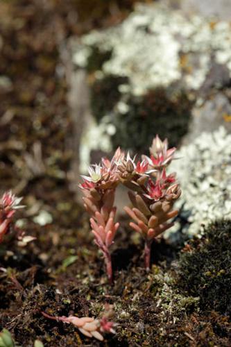 Sedum rubens © DESCHEEMACKER A.