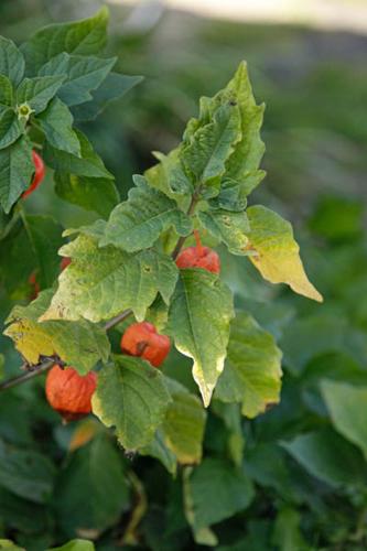 Physalis alkekengi © DESCHEEMACKER A.