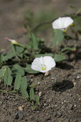 Convolvulus arvensis © DESCHEEMACKER A.