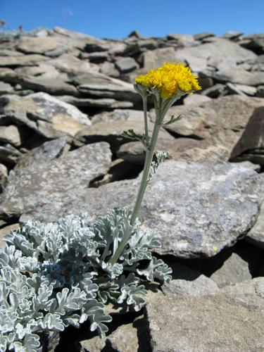 Senecio leucophyllus © MOREL A.