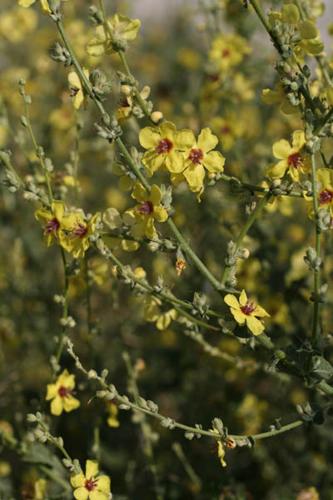 Verbascum sinuatum inflo © NAWROT O.