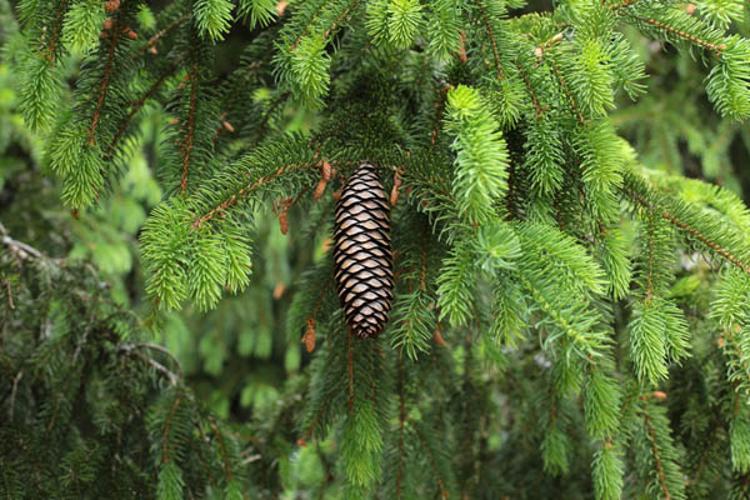 Picea abies © DESCHEEMACKER A.