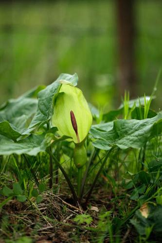 Arum maculatum © DESCHEEMACKER A.