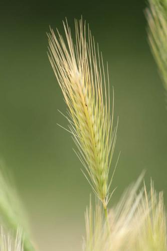 Hordeum murinum © DESCHEEMACKER A.