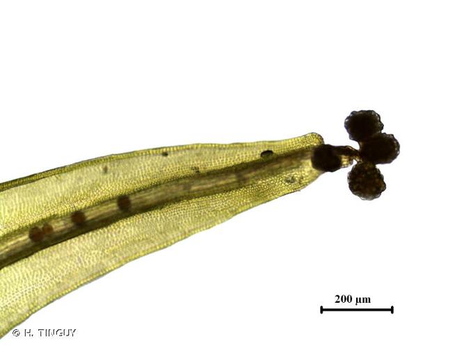 <i>Grimmia hartmanii</i> Schimp., 1860 © H. TINGUY