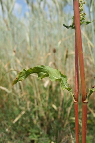 Rumex crispus © DESCHEEMACKER A.