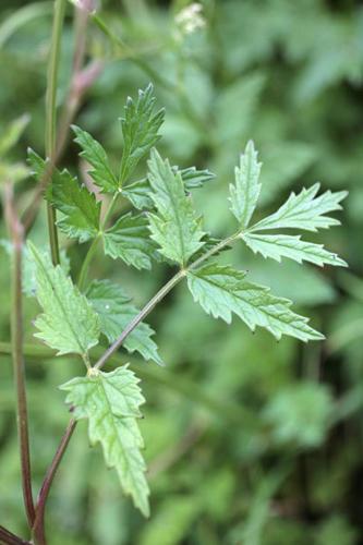 Pimpinella major flle © NAWROT O.