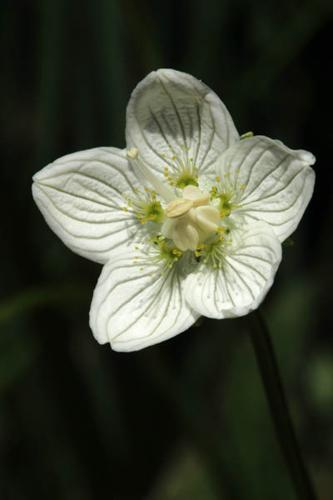 Parnassia palustris © DESCHEEMACKER A.