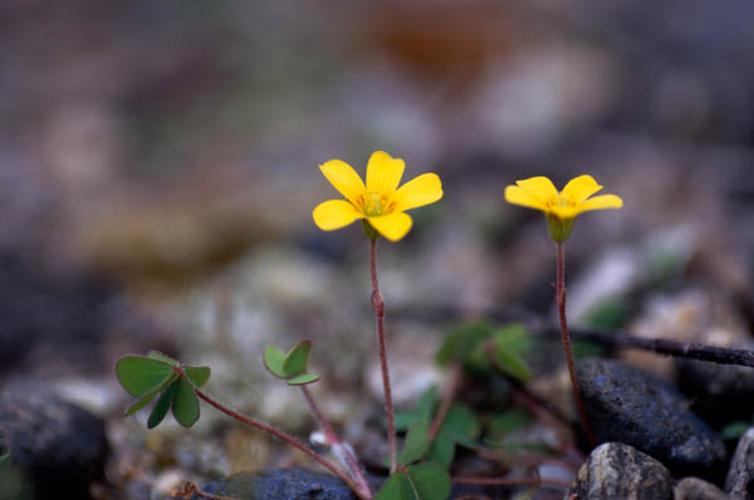 Oxalis corniculata © GRAVELAT B.